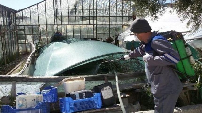 Demre&rsquo;de Sinekle M&uuml;cadele &Ccedil;alışmaları Devam Ediyor