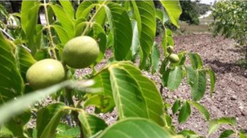 Bursa &Ccedil;ileği Yerini Cevize Bırakıyor