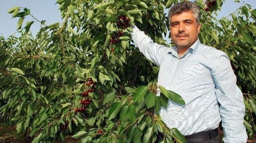 Avrupalı Salihli Kirazını Sevdi, Hedef &Ccedil;in Pazarı