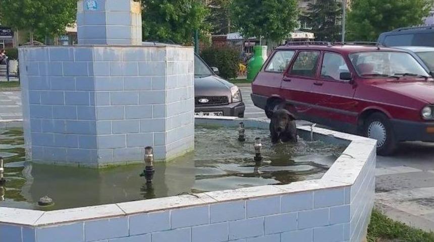 Sıcak Hava Hayvanları Da Etkiledi