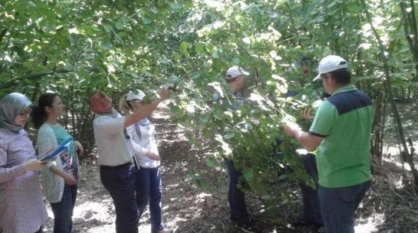 Fındıkta Rekolte Tespit &Ccedil;alışmaları