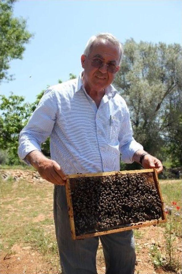 Türkiye Arı Yetiştiricileri Merkez Birliği Başkanı Ziya Şahin: