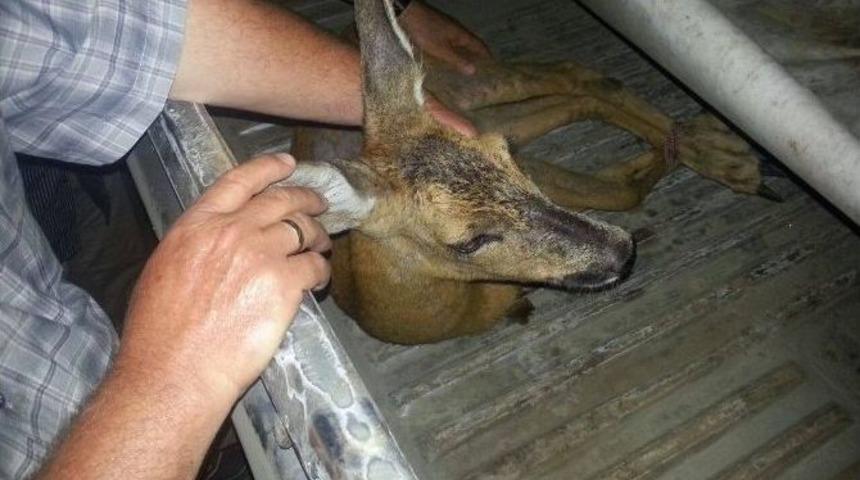 Yaralı Karacaya Jandarma Şefkati