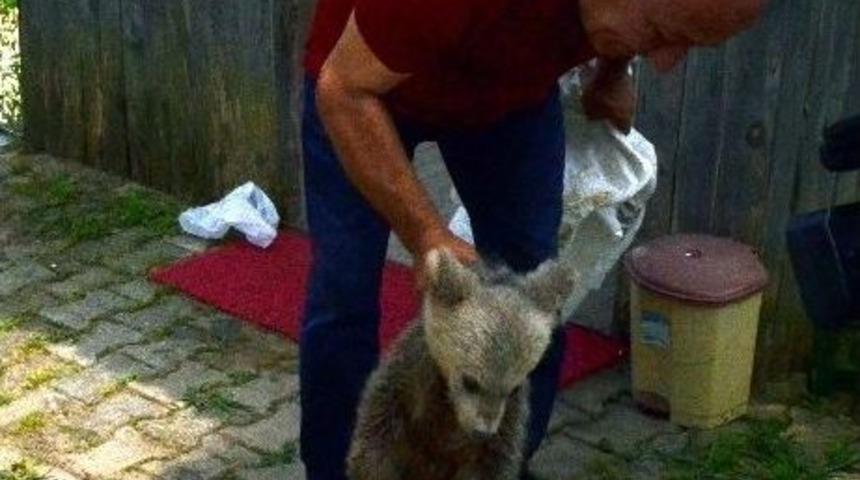 Trabzon&rsquo;da Korumaya Alınan Yavru Ayı Fenalaştı