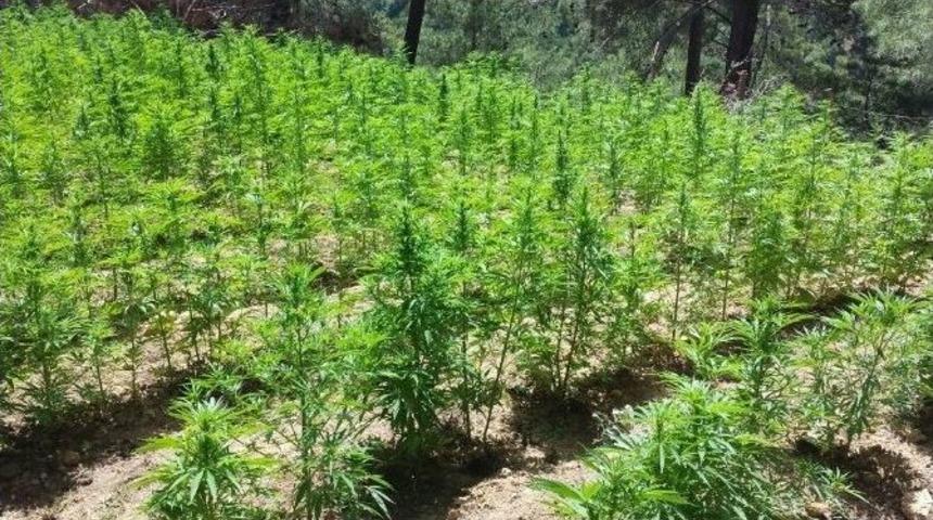 Ormanda Hint Keneviri Eken İki &Ccedil;oban Tutuklandı