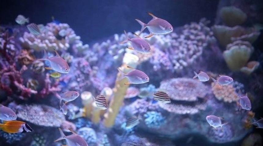 İstanbul&rsquo;un En Uzun Su Altı T&uuml;neline Sahip Akvaryumu