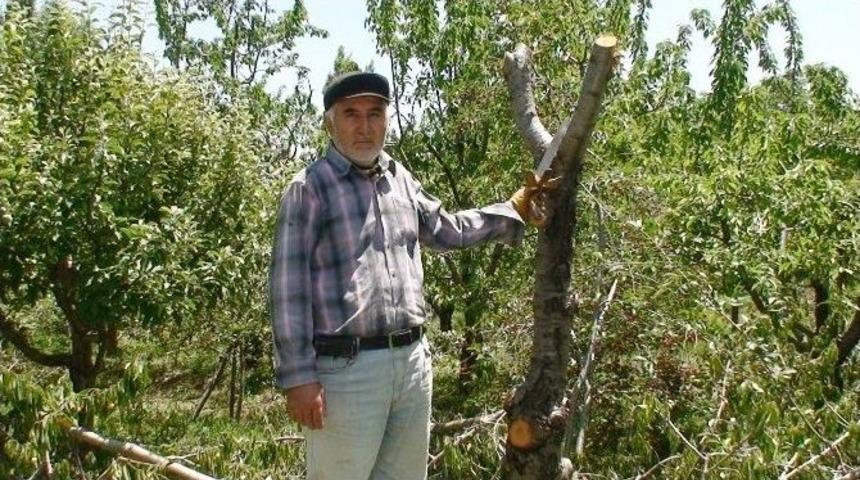 &Uuml;reticiler Kiraz Ağa&ccedil;larını Kesmeye Başladı