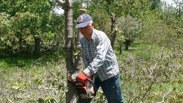 Üreticiler Kiraz Ağaçlarını Kesmeye Başladı