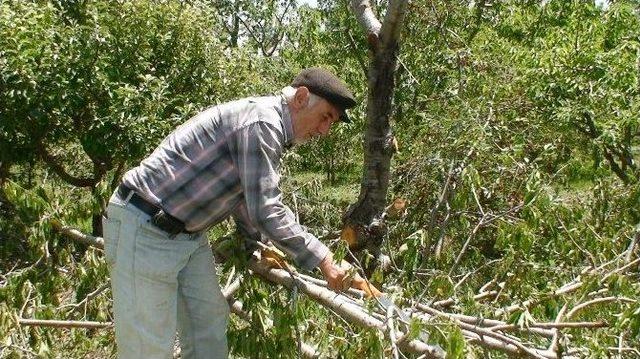 Üreticiler Kiraz Ağaçlarını Kesmeye Başladı