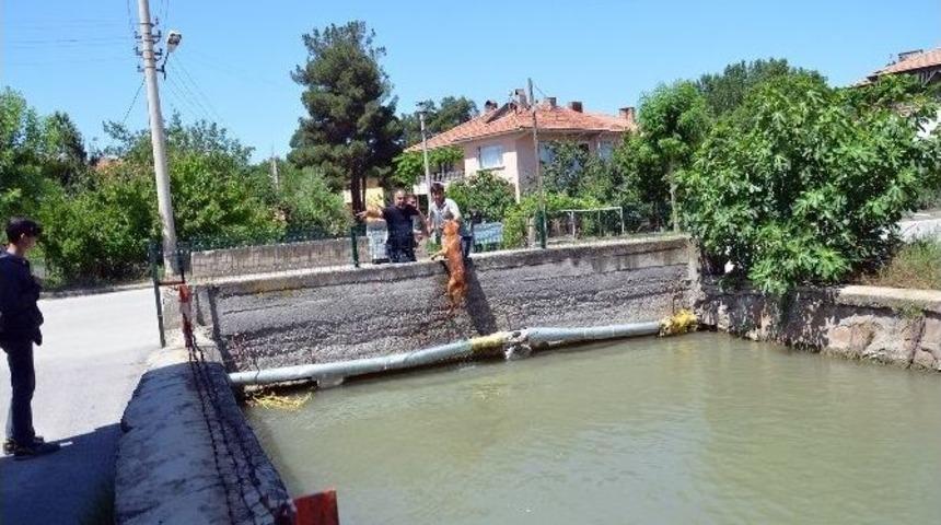 Sulama Kanalına Düşen Köpeği İtfaiye Kurtardı