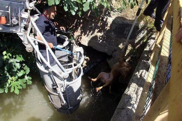 Sulama Kanalına Düşen Köpeği İtfaiye Kurtardı