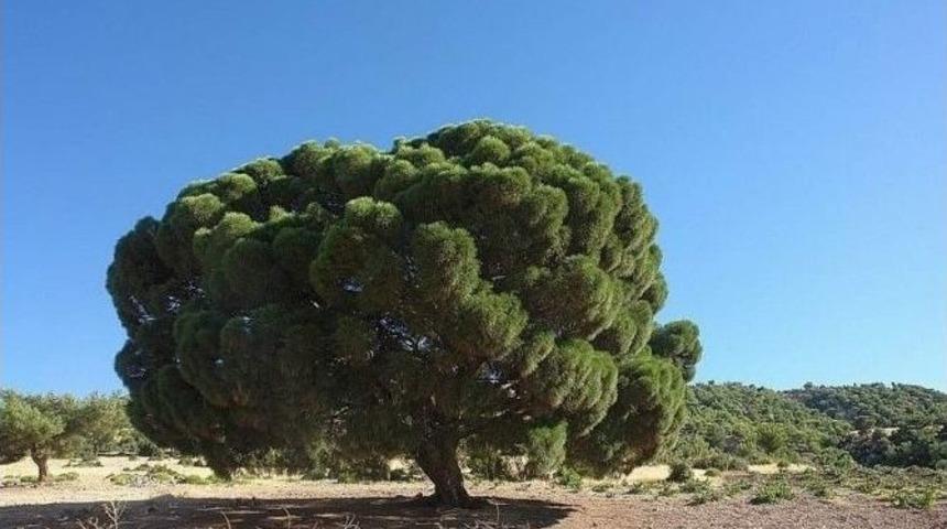 Kilis’te 300 Yıllık Çam Ağacı