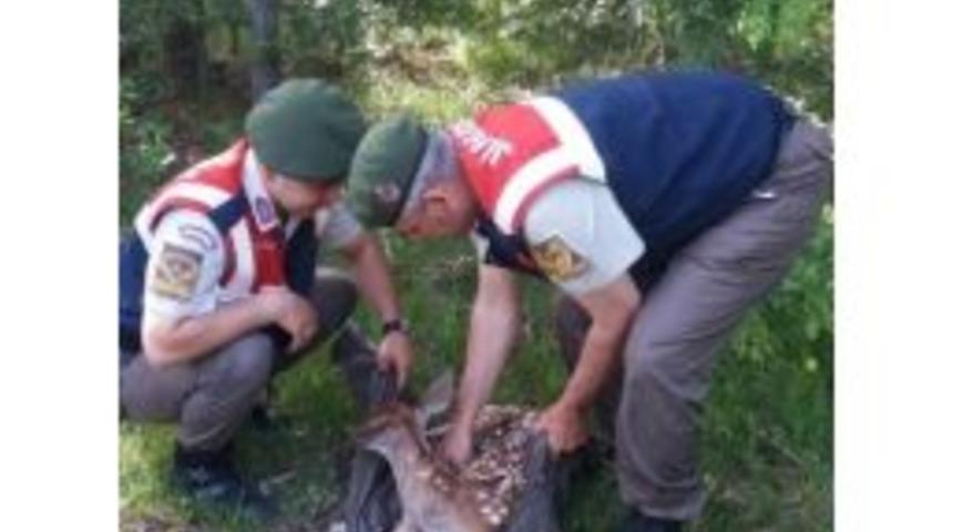 Yaralı Ceylan Kurtarılamadı