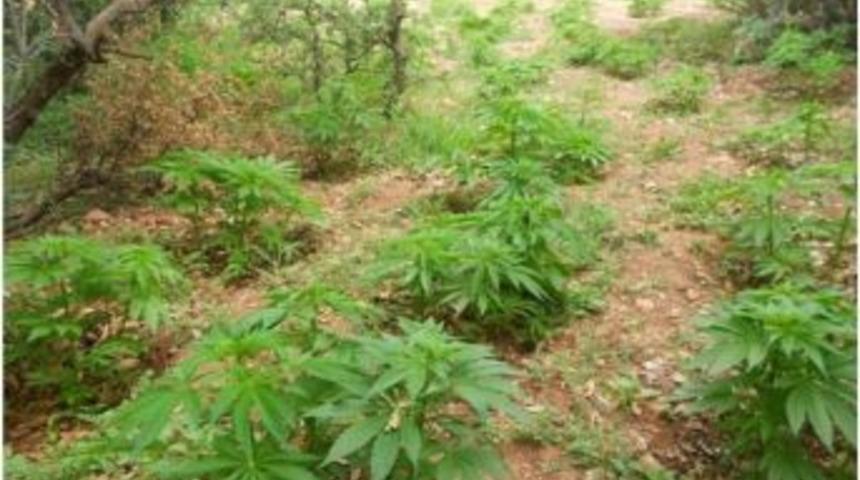 Malatya&rsquo;da 158 K&ouml;k Kenevir Bitkisi Ele Ge&ccedil;irildi