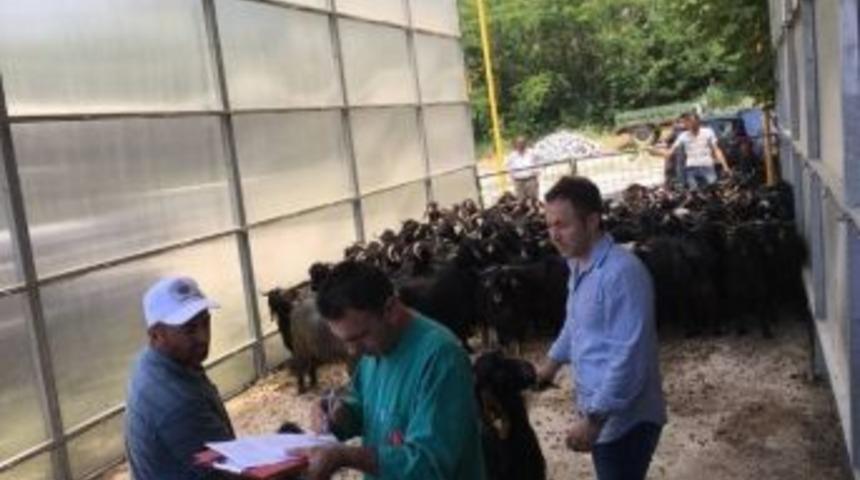 Tokatlı Besiciye Damızlık Teke Dağıtıldı