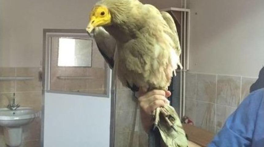 Yaralı Mısır Akbabası Tedavi Altına Alındı