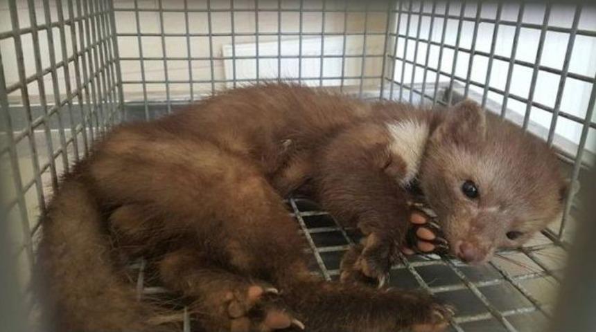 Yaralı Sansar Tedavi Altına Alındı