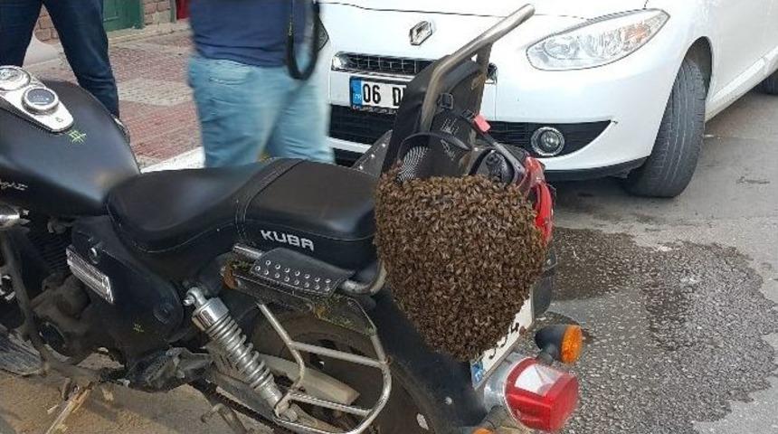 Firari Arılar Kent Merkezine İndi
