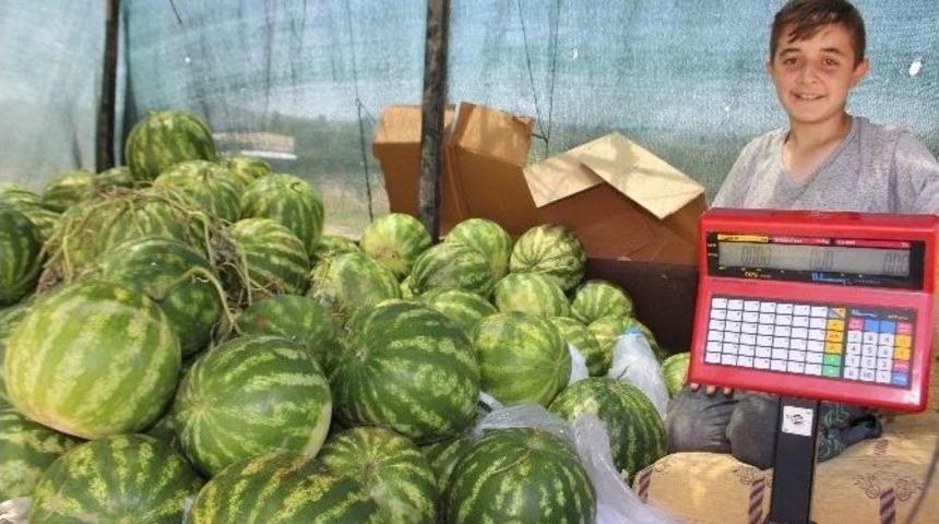 Cincin Karpuzu Pazar Tezgahlarında Yerini Aldı