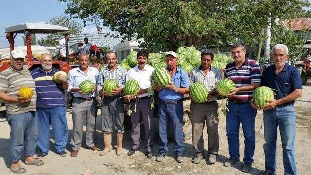 Cincin Karpuzu Pazar Tezgahlarında Yerini Aldı