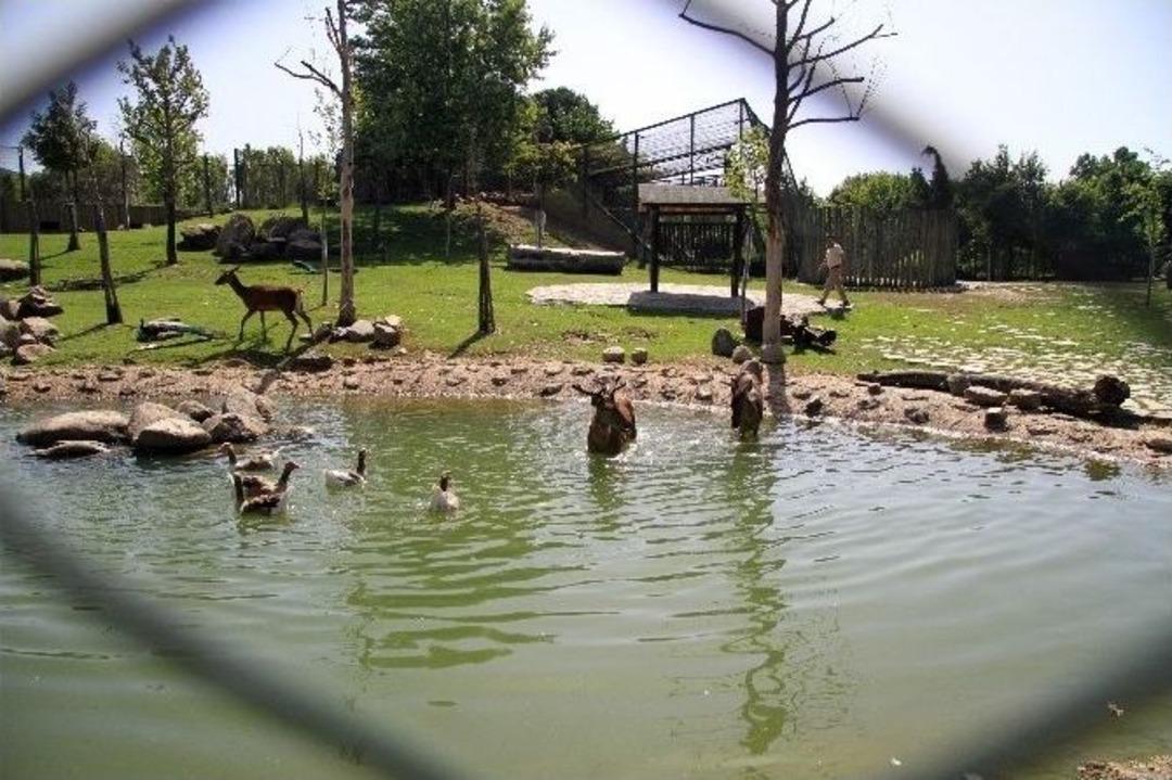 40 Derecede Develer Hortumla Serinledi, Ayılar İse Buzlu Balık Keyfi Yaptı