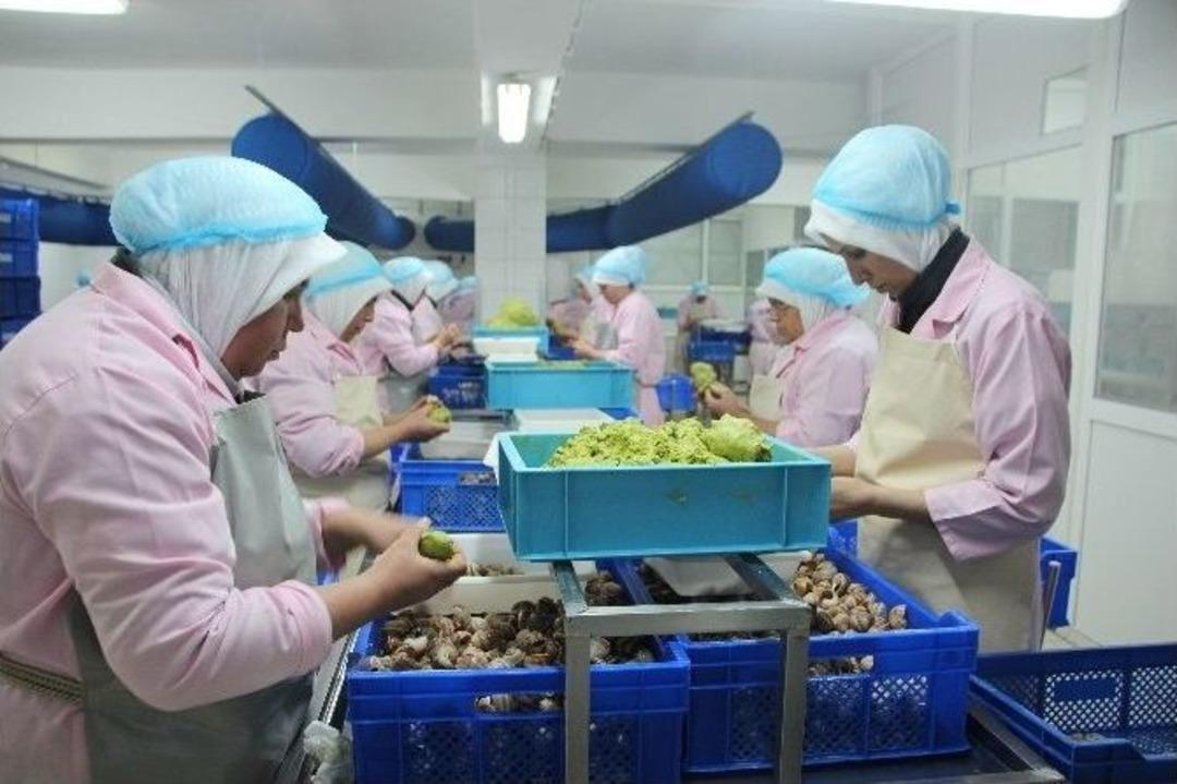 (&ouml;zel Haber) Euro 2016&rsquo;nın Ev Sahibi Fransa&rsquo;ya Salyangoz İhracatı Arttı