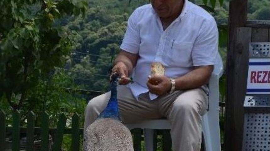 Doğu Karadeniz&rsquo;in Tek Kuş Cenneti Misafirlerini Bekliyor