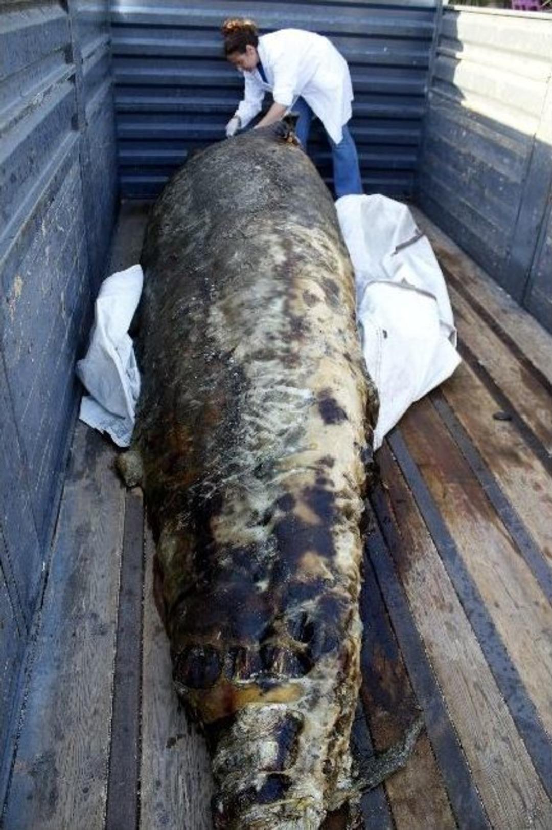 Gagalı Balina &Ouml;l&uuml;s&uuml; Antalya&rsquo;da Karaya Vurdu