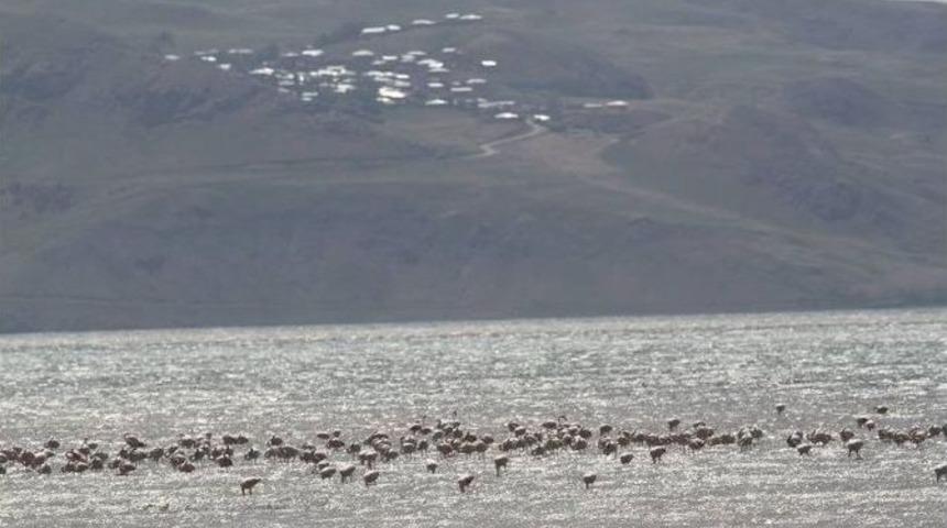 Er&ccedil;ek G&ouml;l&uuml;&rsquo;n&uuml;n Misafirleri Geldi