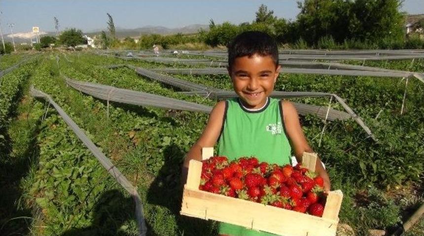 (&ouml;zel Haber) Silifkeli &Ccedil;ilek &Uuml;reticisi Sezonu Mutlu Bitirdi