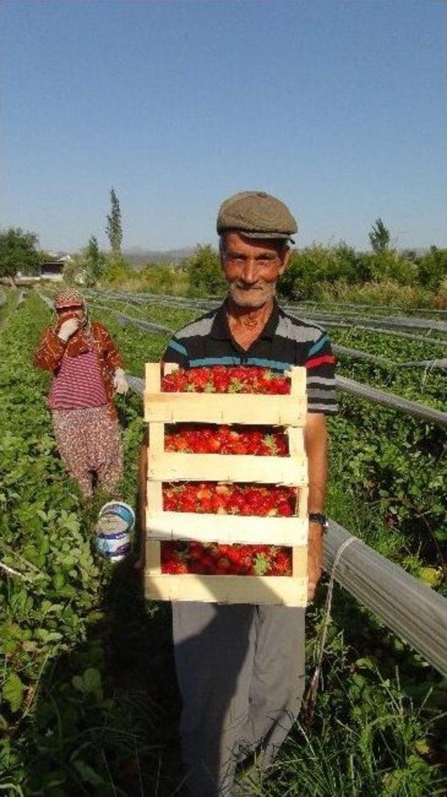 (özel Haber) Silifkeli Çilek Üreticisi Sezonu Mutlu Bitirdi