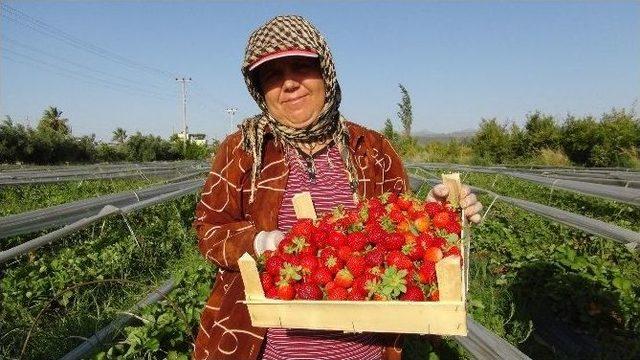 (özel Haber) Silifkeli Çilek Üreticisi Sezonu Mutlu Bitirdi