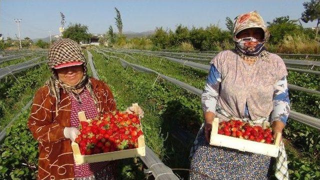 (özel Haber) Silifkeli Çilek Üreticisi Sezonu Mutlu Bitirdi