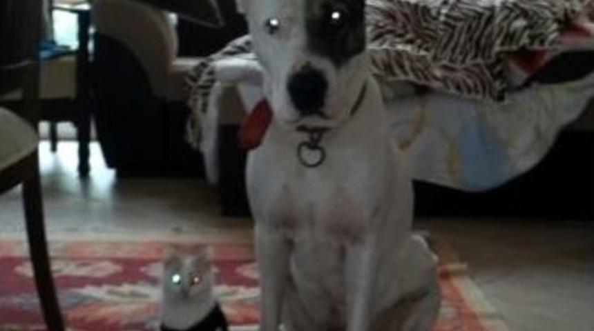 Yasak Irk Melez K&ouml;pek Mahkemelik Oldu