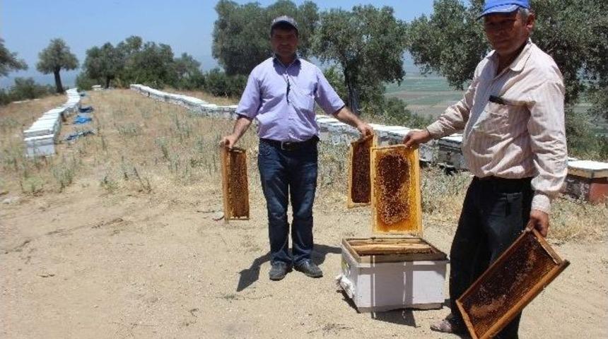 Aşırı Sıcaklar Nedeniyle Aydın&rsquo;daki Arılar Fel&ccedil; Oldu