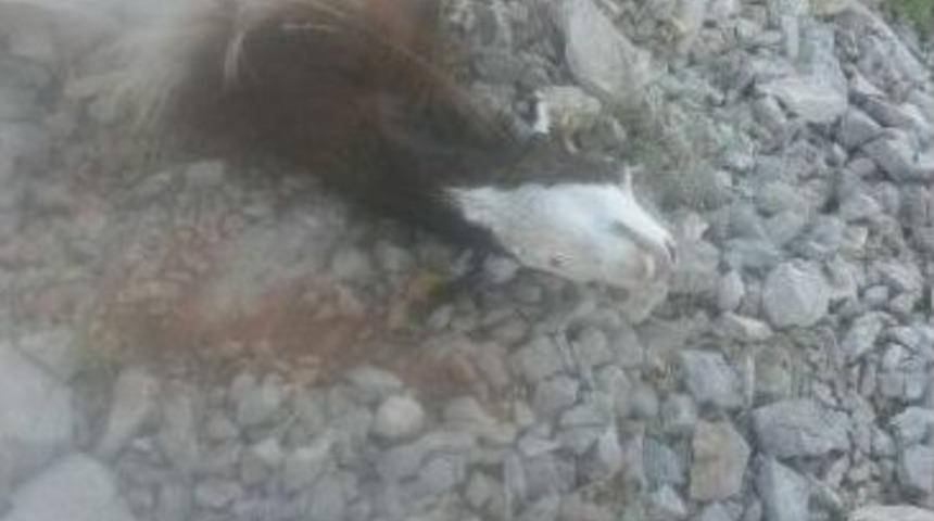 Sürüye Saldıran Kurtlar, 28 Keçiyi Telef Etti