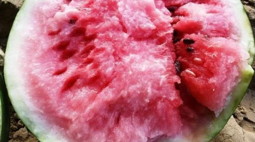 Ge&ccedil;en Yıl İneklere Yem Oldu, Bu Yıl Y&uuml;zleri G&uuml;ld&uuml;recek