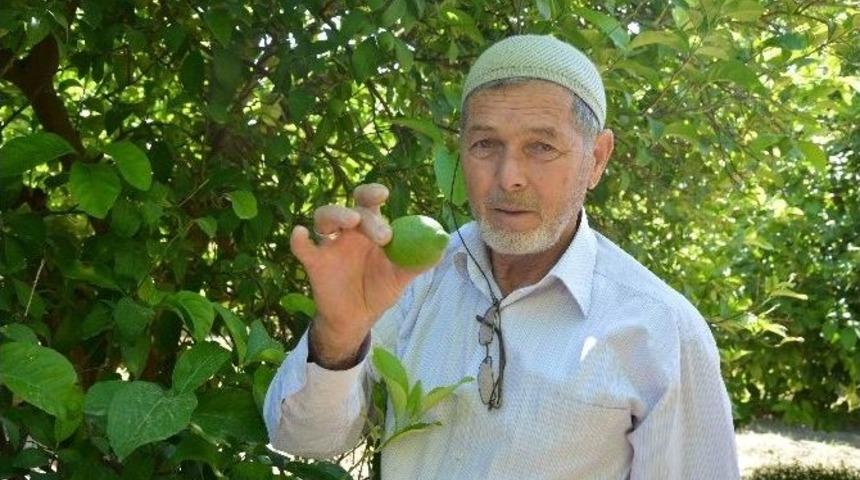 &Ccedil;ift&ccedil;inin 40 Yıllık Gelir Kapısı; Limon