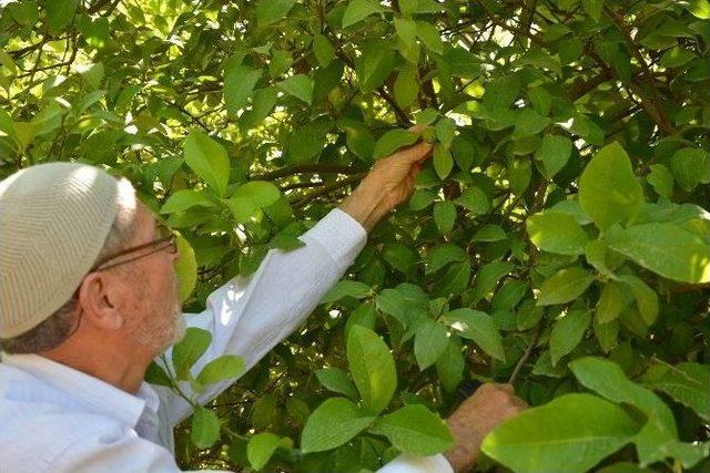 Çiftçinin 40 Yıllık Gelir Kapısı; Limon