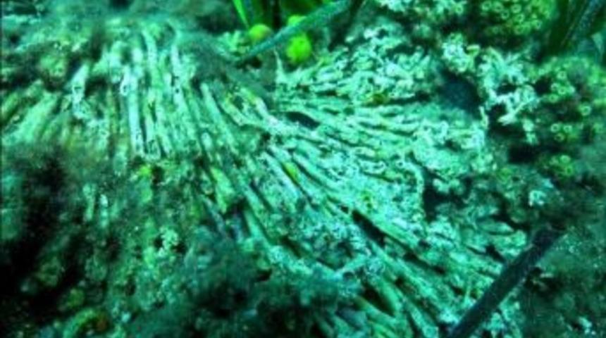 &Ccedil;om&uuml; Dardanos Yerleşkesinde &Ccedil;apa Alarmı