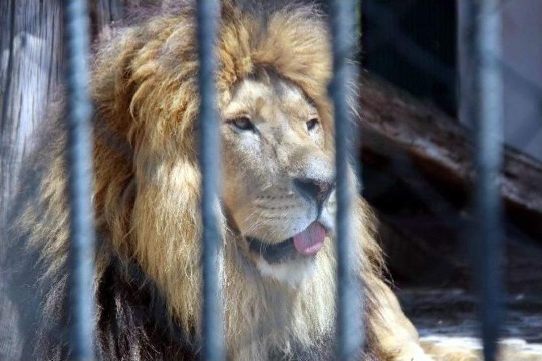 Hayvanat Bah&ccedil;esi Sakinlerinin Sıcakla İmtihanı