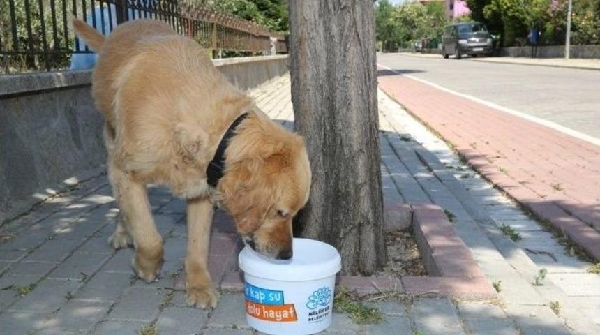 Bir Kap Su İle Can Dostlara Yardım Eli