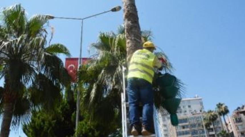 Palmiyelere B&ouml;ceklere Karşı Feromon Tuzaklar Yerleştiriliyor