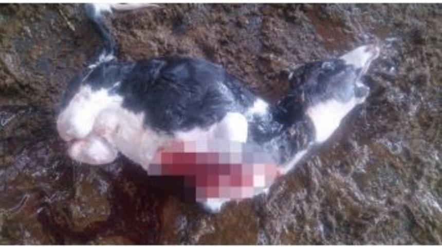 Ayaksız Ve &Ccedil;enesiz Doğan Buzağı G&ouml;renleri Şaşırttı