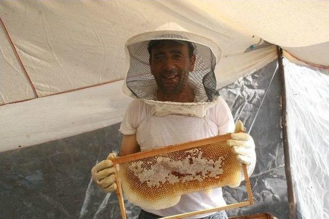 Marmaris’ten ’bal’ Akıyor