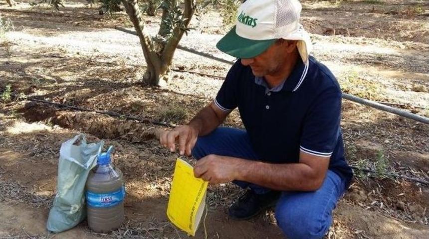 Salihli&rsquo;de Zeytin Sineği Kontrol Altında