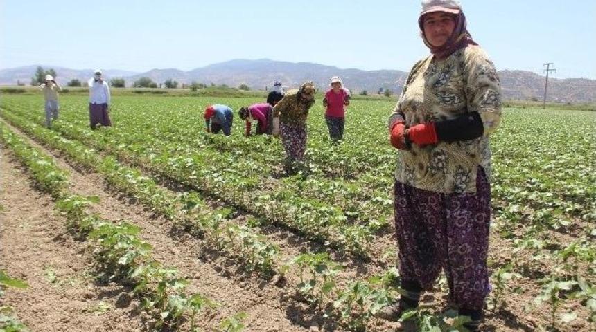 Aydınlı Kadınların 50 Derece Sıcakta 40 Liralık Ekmek M&uuml;cadelesi