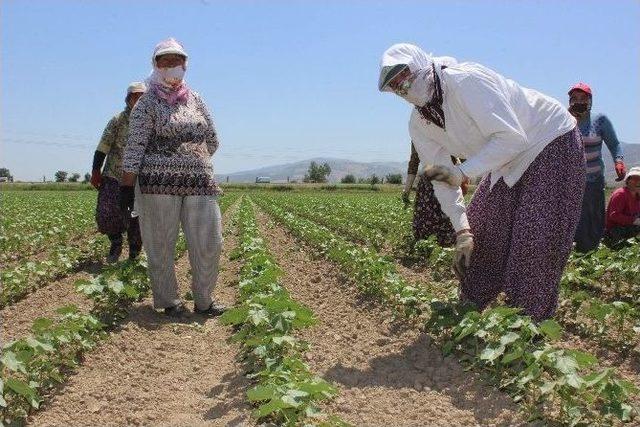 Aydınlı Kadınların 50 Derece Sıcakta 40 Liralık Ekmek Mücadelesi