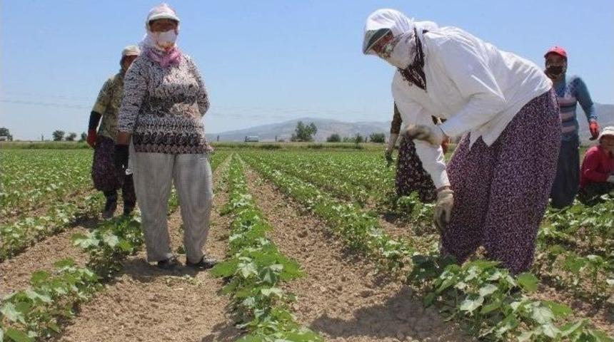 Aydın&rsquo;da 75 Kadın &Ccedil;ift&ccedil;i İş Sahibi Olacak