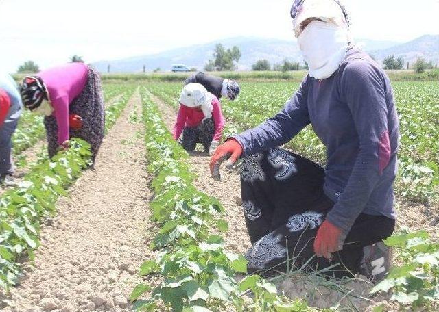 Aydınlı Kadınların 50 Derece Sıcakta 40 Liralık Ekmek Mücadelesi